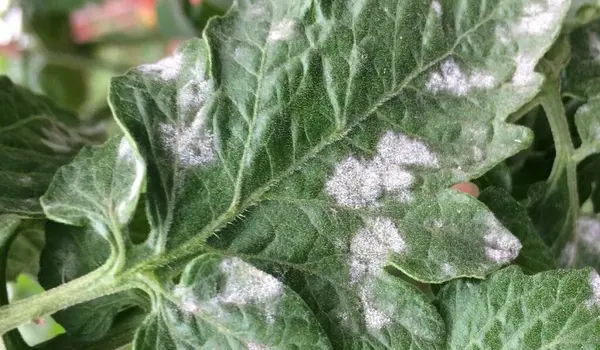What Are the Common Symptoms of Plant Disease..