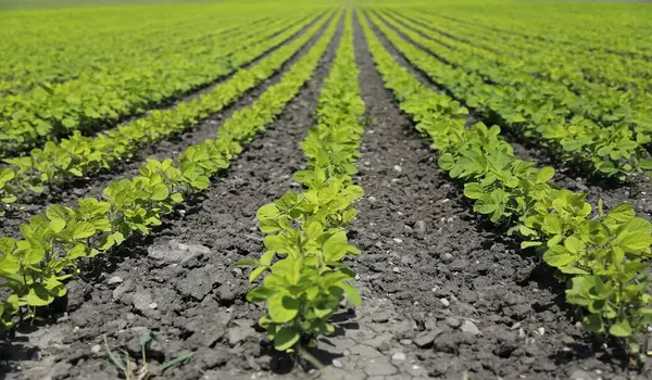 How Does KMB Help in Increasing Crop Yield?