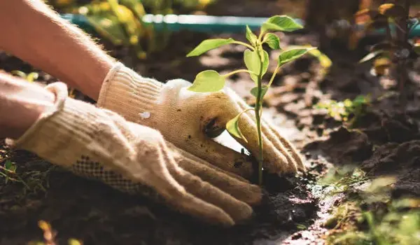 How does Silon help farmers?