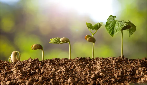 How plant growth promoters help plants ?