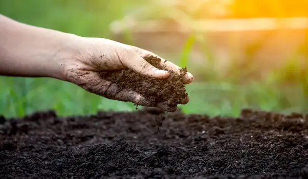 Organic vs. Conventional Farming: Pros and Co..
