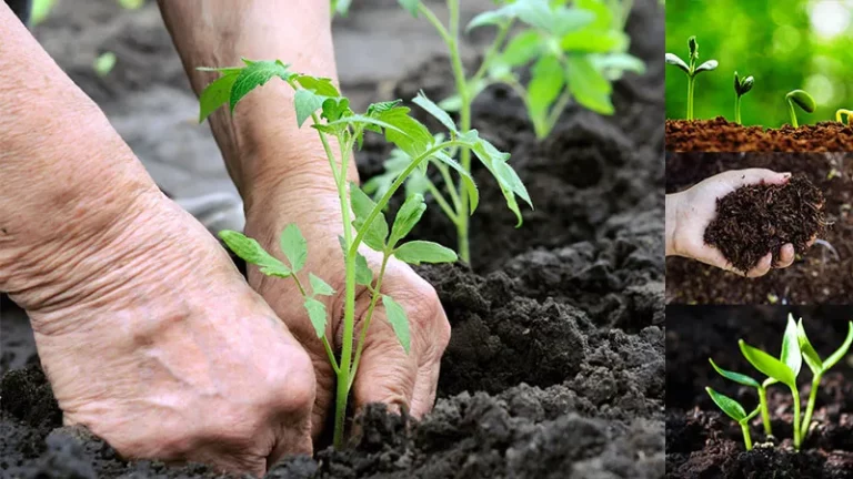 Exploring Social Considerations in Fertilizer..