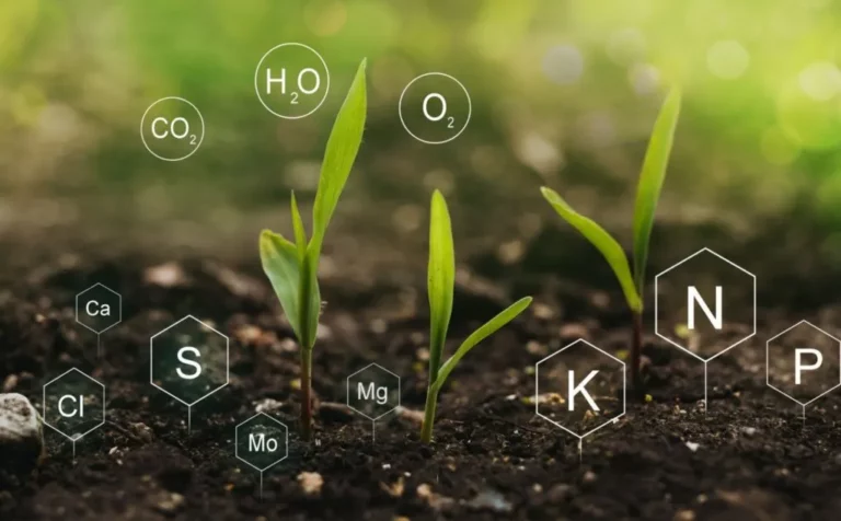Balancing Nutrient Needs: The Role of Fertili..