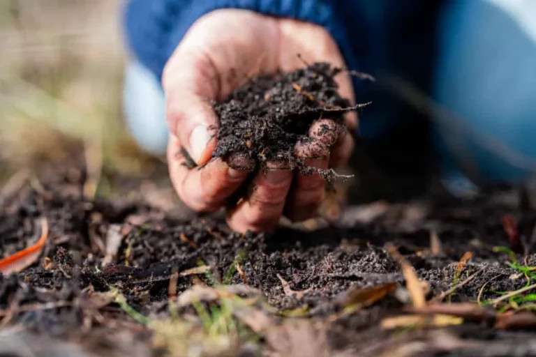 Organic vs. Synthetic Fertilizers: Understand..